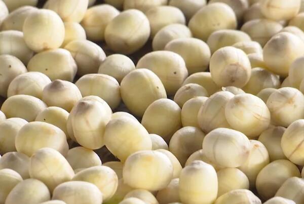 处州白莲的营养价值与养生功效解析-和风乐游农庄(图2) 处州白莲的营养价值与养生功效解析-和风乐游农庄(图2)