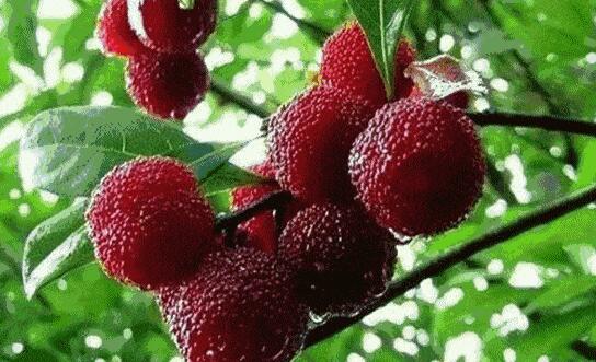 安吉杨梅采摘亲子游攻略，周末温馨家庭时光-和风乐游农庄(图1)