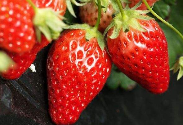 常见水果挑选技巧指南，轻松买到甜度高的水果-和风乐游农庄(图3)