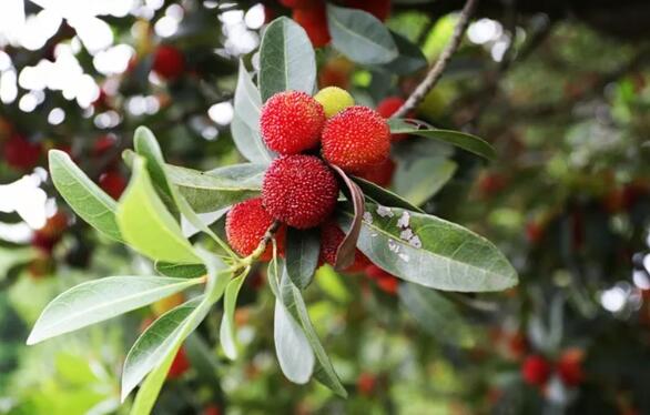 安吉杨梅采摘亲子游攻略，周末温馨家庭时光-和风乐游农庄(图2)