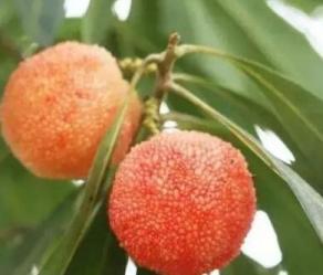 安吉杨梅采摘亲子游攻略，周末温馨家庭时光-和风乐游农庄 - 和风乐游农庄