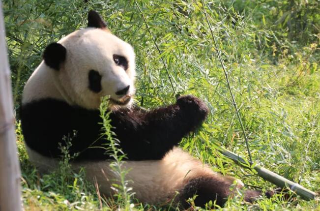 走进安吉卧虎藏龙的奇妙体验之旅，感受自然与梦幻的完美融合-和风乐游农庄(图2)