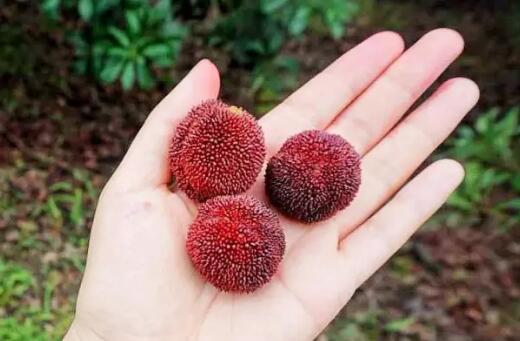 安吉杨梅采摘亲子游攻略，周末温馨家庭时光-和风乐游农庄(图3)