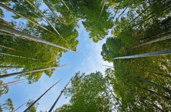 走进安吉卧虎藏龙的奇妙体验之旅，感受自然与梦幻的完美融合-和风乐游农庄(图1)