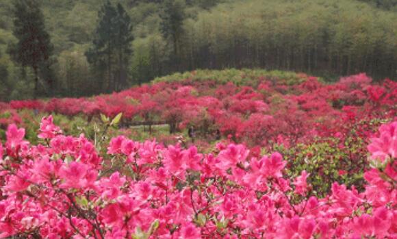 安吉四季旅游攻略,春夏秋冬不同季节游玩指南-和风乐游农庄(图2) 安吉四季旅游攻略,春夏秋冬不同季节游玩指南-和风乐游农庄(图2)