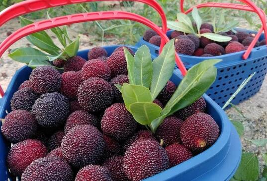 安吉杨梅采摘亲子游攻略，周末温馨家庭时光-和风乐游农庄(图4)