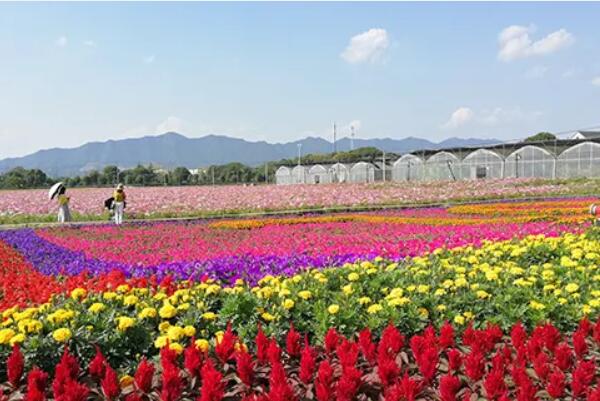 杭州桐庐荻浦花海：田园风光与休闲娱乐完美融合的乡村旅游胜地-和风乐游农庄(图4)