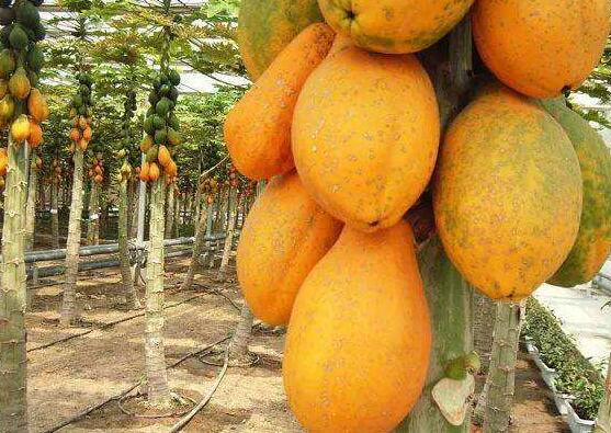 常见水果挑选技巧指南，轻松买到甜度高的水果-和风乐游农庄(图2)