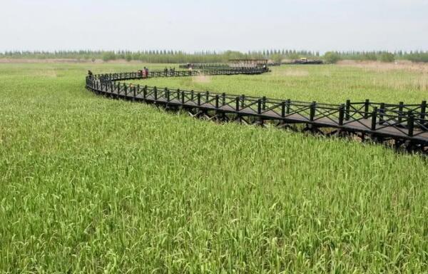 西沙湿地公园(图3)