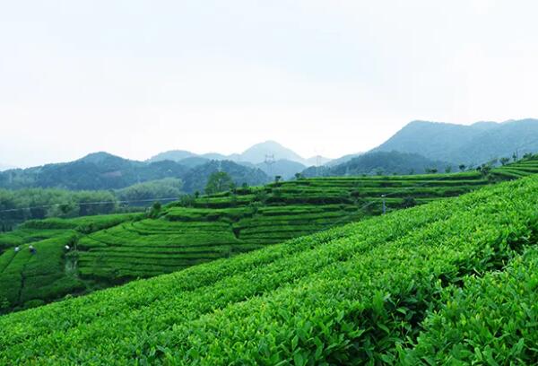 云峰茶(图1) 云峰茶(图1)