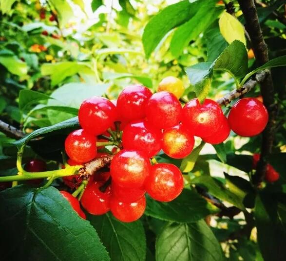 安吉水果园采摘攻略，四季水果任你选-和风乐游农庄(图2)