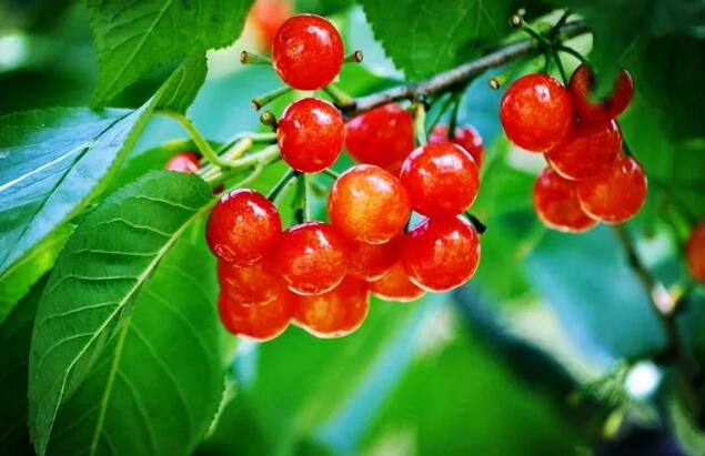 安吉水果园采摘攻略，四季水果任你选-和风乐游农庄(图3)