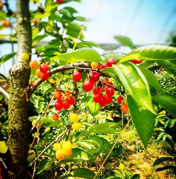 安吉水果园采摘攻略，四季水果任你选-和风乐游农庄(图1)