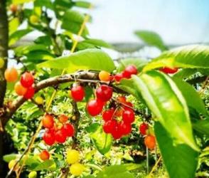 安吉水果园采摘攻略，四季水果任你选-和风乐游农庄 - 和风乐游农庄