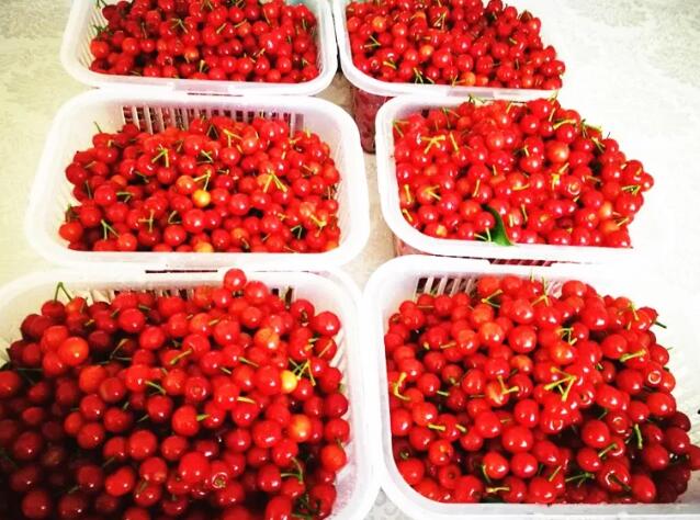 安吉水果园采摘攻略，四季水果任你选-和风乐游农庄(图4)