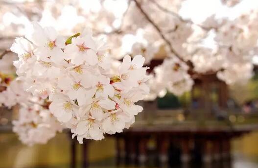 花丛摄影技巧大全,轻松拍出唯美花朵照片-和风乐游农庄(图4) 花丛摄影技巧大全,轻松拍出唯美花朵照片-和风乐游农庄(图4)