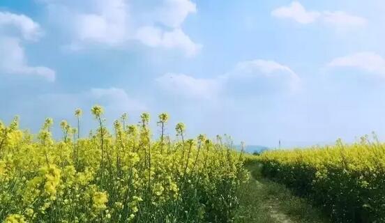 花丛摄影技巧大全,轻松拍出唯美花朵照片-和风乐游农庄(图1) 花丛摄影技巧大全,轻松拍出唯美花朵照片-和风乐游农庄(图1)