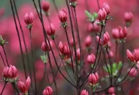 花丛摄影技巧大全,轻松拍出唯美花朵照片-和风乐游农庄(图3) 花丛摄影技巧大全,轻松拍出唯美花朵照片-和风乐游农庄(图3)