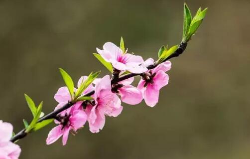 花丛摄影技巧大全,轻松拍出唯美花朵照片-和风乐游农庄(图2) 花丛摄影技巧大全,轻松拍出唯美花朵照片-和风乐游农庄(图2)