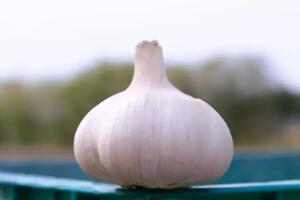 嘉定白蒜 - 和风乐游农庄
