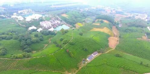 安吉白茶的独特魅力与产业价值探析-和风乐游农庄(图1)