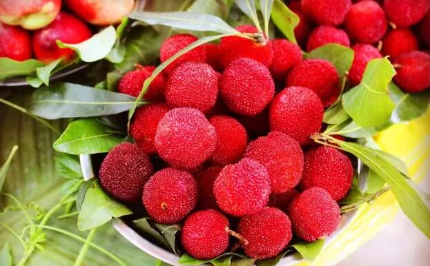 杨梅季来临，多样吃法解锁酸甜美味体验-和风乐游农庄(图1)