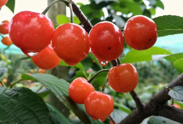 樱桃采摘乐趣体验，山水间的清甜之旅-和风乐游农庄(图1)