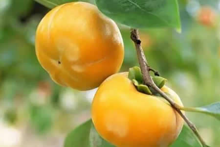 无核方柿 - 和风乐游农庄