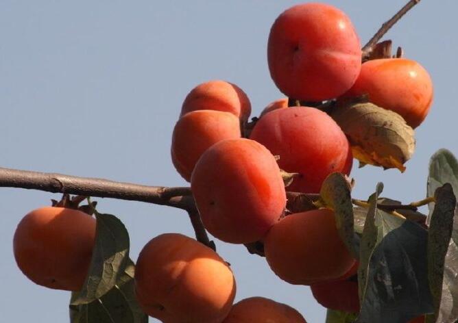 无核方柿(图2) 无核方柿(图2)