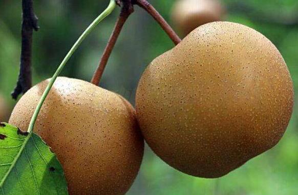 黄花梨(图2) 黄花梨(图2)