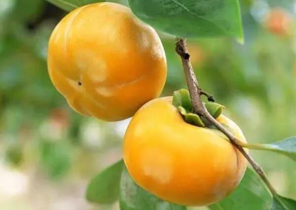 无核方柿(图1) 无核方柿(图1)