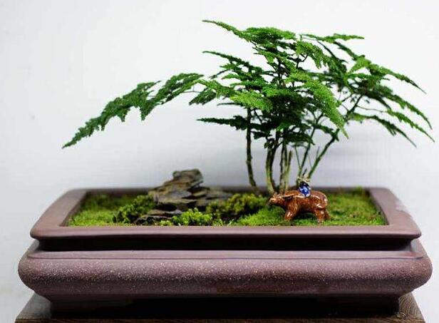 竹盆景(图1) 竹盆景(图1)