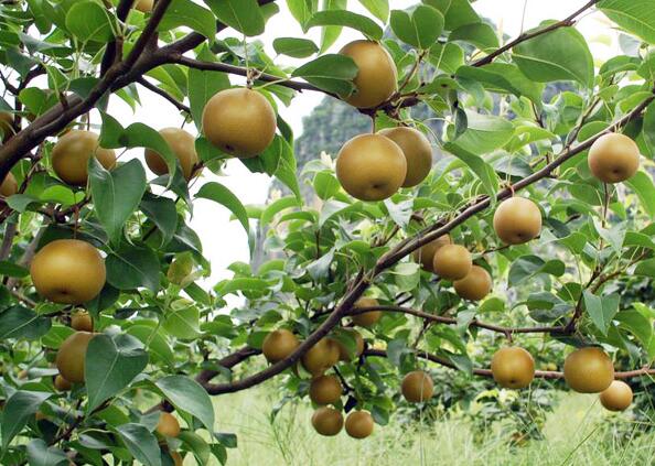 黄花梨(图1) 黄花梨(图1)