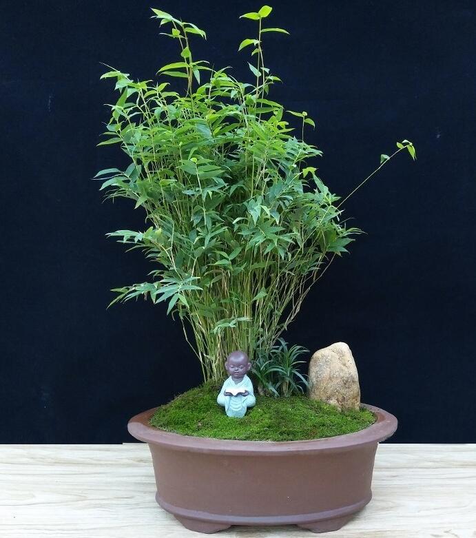 竹盆景(图2) 竹盆景(图2)