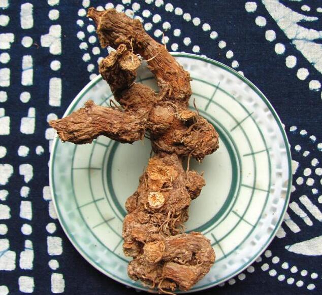 於术(图1) 於术(图1)