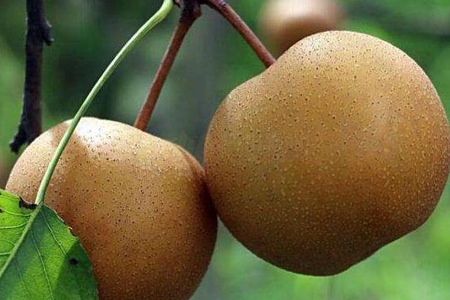 黄花梨 - 和风乐游农庄