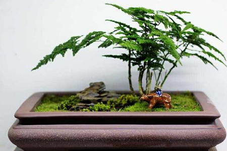 竹盆景 - 和风乐游农庄