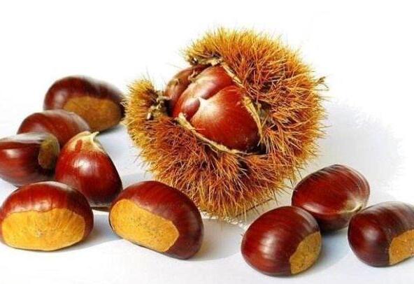 板栗(图2)