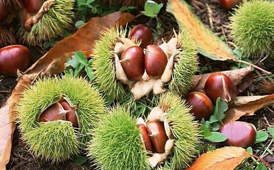 板栗(图1)