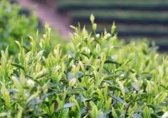 安吉白茶产地优势：独特地理环境造就优质茶叶品质-和风乐游农庄 - 和风乐游农庄