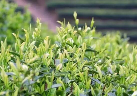 安吉白茶产地优势:独特地理环境造就优质茶叶品质-和风乐游农庄(图1) 安吉白茶产地优势:独特地理环境造就优质茶叶品质-和风乐游农庄(图1)