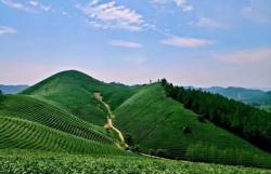 安吉白茶产地探秘：溪龙乡茶山孕育独特品质-和风乐游农庄 - 和风乐游农庄