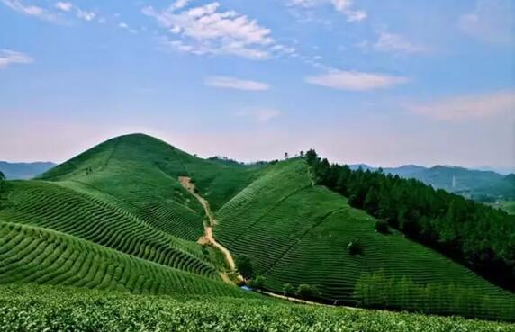 安吉白茶产地探秘：溪龙乡茶山孕育独特品质-和风乐游农庄(图1)