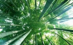 活竹酿制会呼吸的生态酒，竹酒的独特工艺与健康价值-和风乐游农庄 - 和风乐游农庄