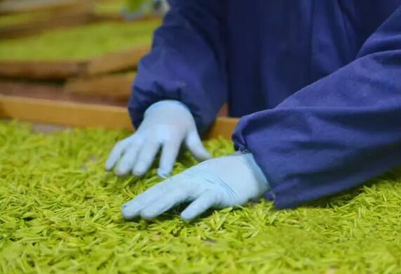 安吉白茶产地探秘：溪龙乡茶山孕育独特品质-和风乐游农庄(图2)