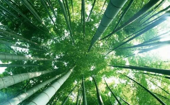 活竹酿制会呼吸的生态酒,竹酒的独特工艺与健康价值-和风乐游农庄(图1) 活竹酿制会呼吸的生态酒,竹酒的独特工艺与健康价值-和风乐游农庄(图1)