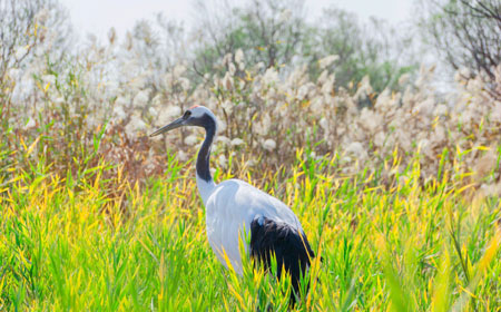 东营小众景点大揭秘：10个本地人都不知的隐藏秘境-和风乐游农庄 - 和风乐游农庄
