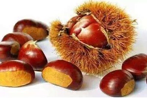 兴隆板栗 - 和风乐游农庄