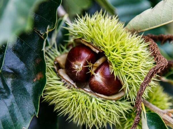 兴隆板栗(图1) 兴隆板栗(图1)