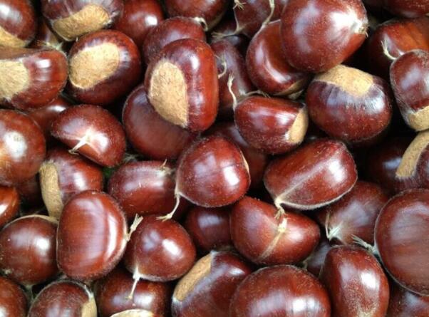 兴隆板栗(图2) 兴隆板栗(图2)